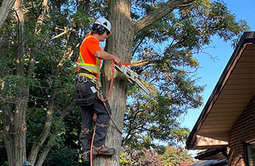 Using a chainsaw to cut branches